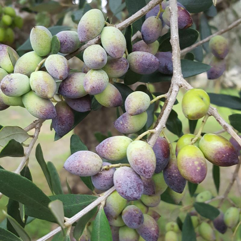 0,5 Liter Kanister Olivenöl No.27 fruchtig, rk - 2023