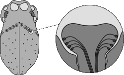 Geschmackspapille Zunge