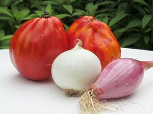 Ochsenherztomate
