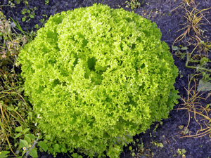 Salat