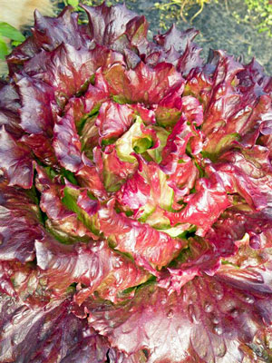 Salat