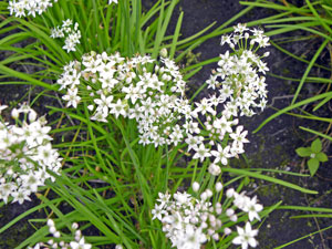 Zimmer- oder Schnittknoblauch