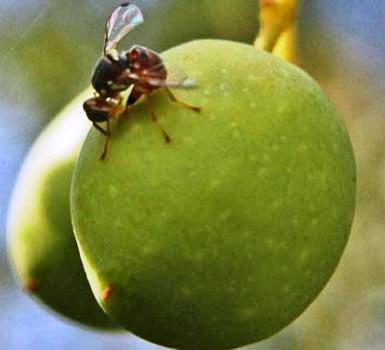 mosca