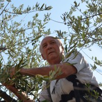 Vincenzo Lombardi demonstriert den apulischen Olivenbaumschnitt