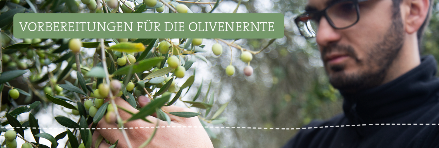 Olivenerntenetz Pugliese 6x6 M – Grün, UV-stabil, 90 G/m², Mit Ösen & Verstärkten Ecken