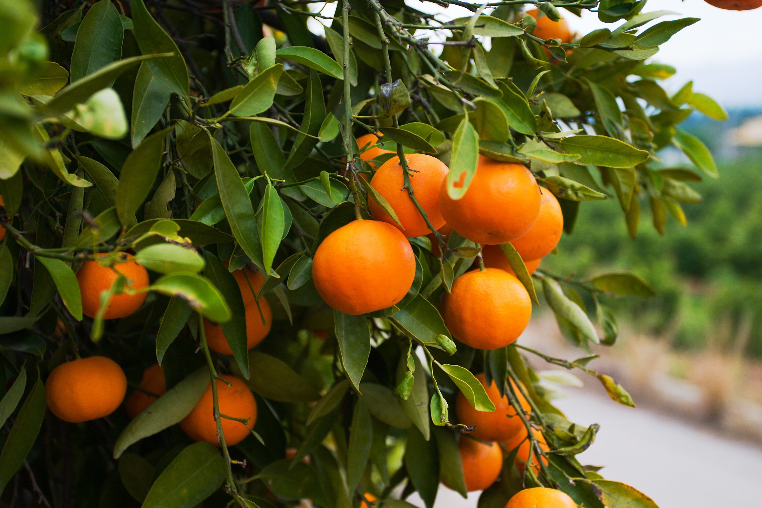 Orangen am Baum