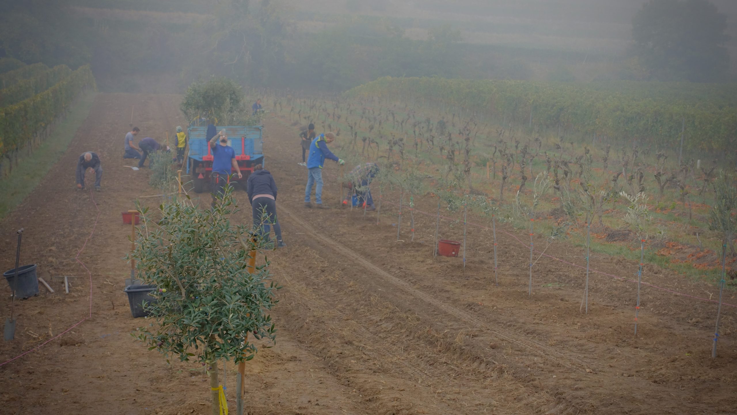 Helfende pflanzen im morgendlichen Nebel junge Olivenbäume zwischen den Weinreben.