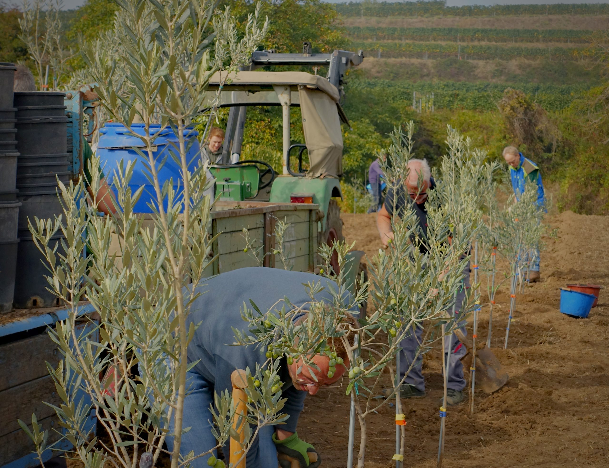Junge Olivenbäume auf der Pflanzfläche, dahinter ein Traktor und mehrere Helfende bei der Arbeit.