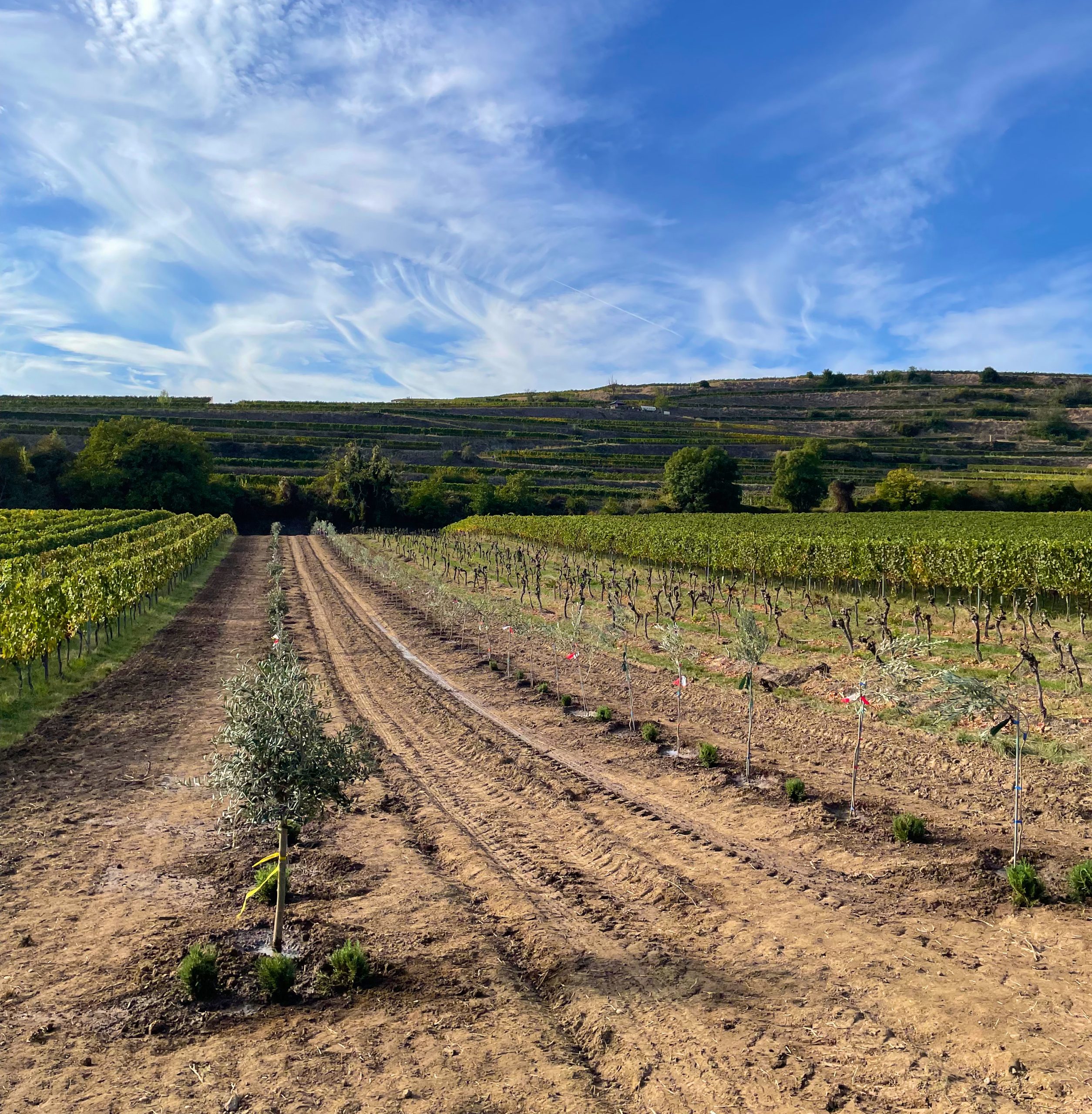 Weitblick auf neu gepflanzte Olivenbäume zwischen Weinbergen am Kaiserstuhl.