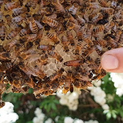 Die Schulbienen sind da!