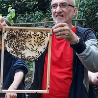 Die Bienen errichteten Waben