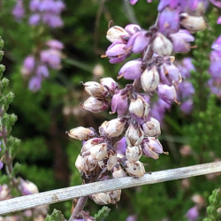 Foto-Safari im Wittmoor