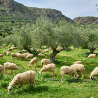 Klima-Camp 2024 auf Kreta