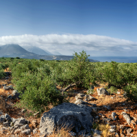 Peloponnes – Olivenernte