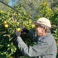 Kalabrien – Orangen- & Olivenernte